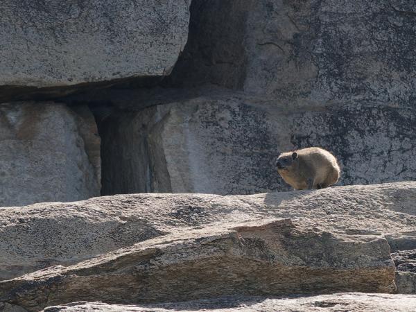 <h3><a href="/trips/tanzania/biota/animalia/chordata/mammalia/hyracoidea/procaviidae/procavia capensis/procavia capensis-nl.html">Procavia&nbsp;capensis</a> / Rock&nbsp;hyrax / Kaapse&nbsp;klipdas</h3>OM-1 Mark II met OLYMPUS M.150-400mm F4.5 TC, 1/2000 sec  bij F5.6, ISO 1250, afstand 87.8&nbsp;m